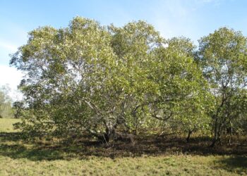 Waft a stench! Mangrove smelly season pongs again