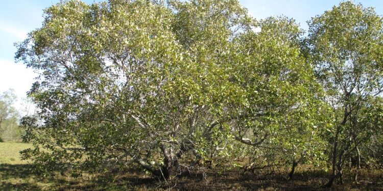 Waft a stench! Mangrove smelly season pongs again