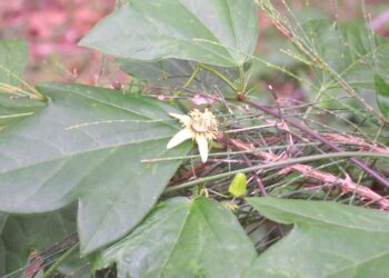 Swap your weeds for native trees at island events