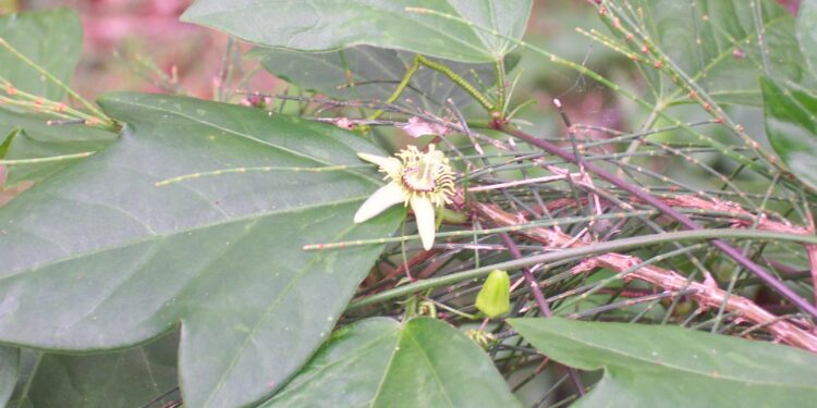 Swap your weeds for native trees at island events