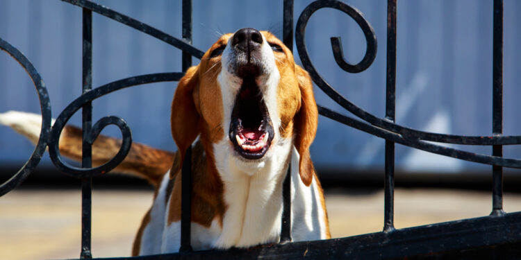 Dog ownership brings responsibilities