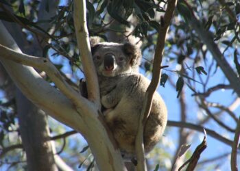 Follow our local koalas on Council’s new interactive dashboard