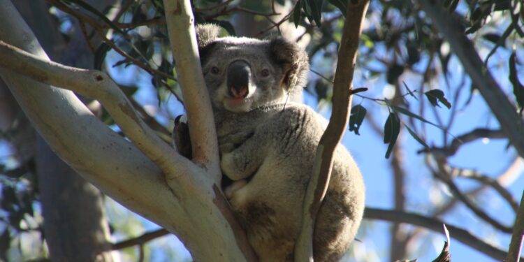Follow our local koalas on Council’s new interactive dashboard