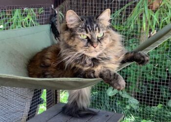 Don’t let them roam – cool cats stay close to home