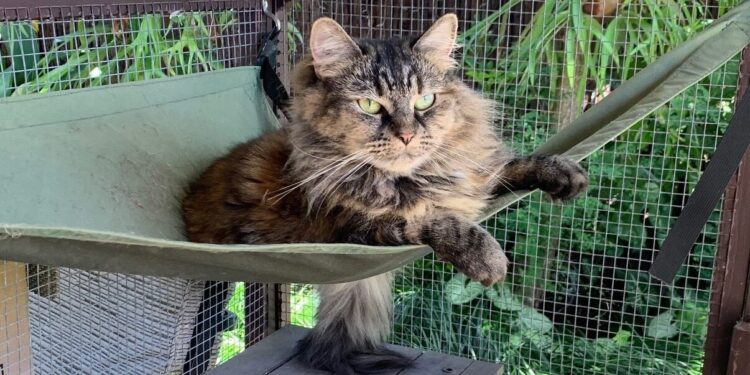 Don’t let them roam – cool cats stay close to home