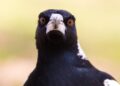 How to avoid being pecked on by defensive magpies