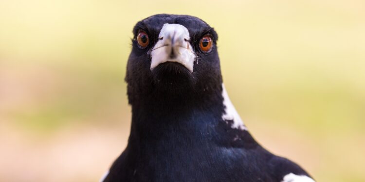 How to avoid being pecked on by defensive magpies