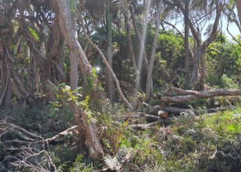 Community support urged to tackle tree vandalism