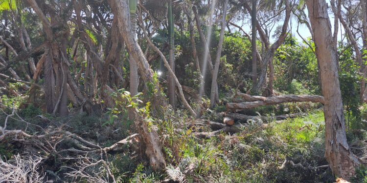 Community support urged to tackle tree vandalism