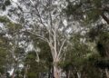 Councils in lockstep on tree management