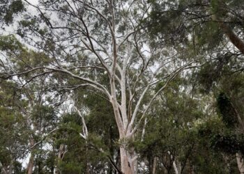 Councils in lockstep on tree management
