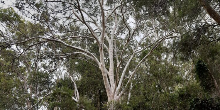 Councils in lockstep on tree management