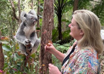 Redland City reports first city-wide koala population stabilisation in south-east Queensland