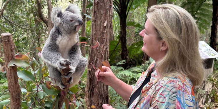 Redland City reports first city-wide koala population stabilisation in south-east Queensland