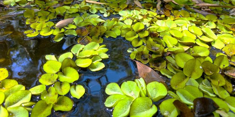Quick action prevents spread of prohibited plants