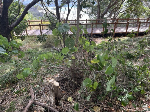 Community urged to report tree vandalism