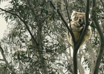 Submission on koala strategy calls for clarity