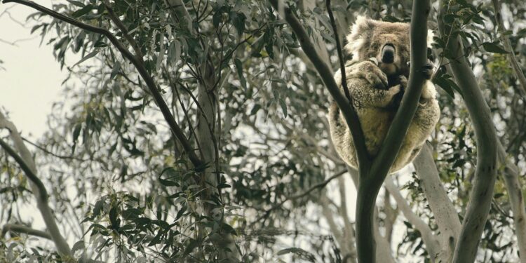 Submission on koala strategy calls for clarity