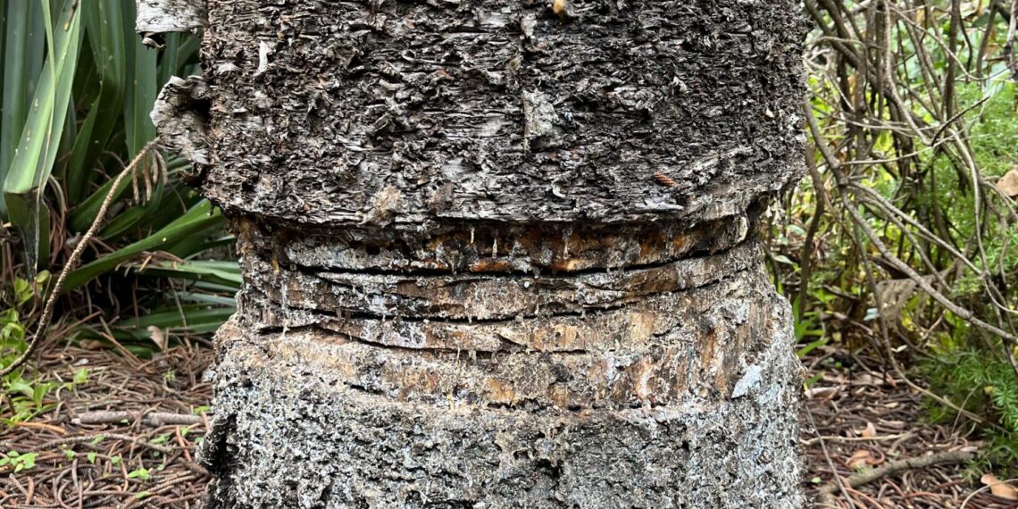 Historic island pine ringbarked