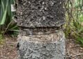 Historic island pine ringbarked