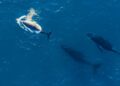 ’Tis the season to watch the passing parade of whales