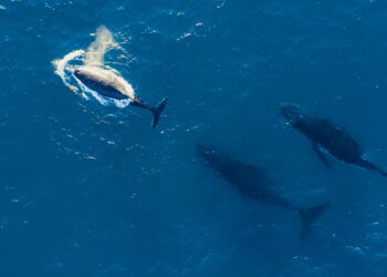 ’Tis the season to watch the passing parade of whales