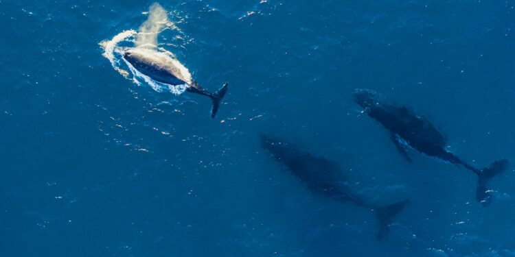 ’Tis the season to watch the passing parade of whales