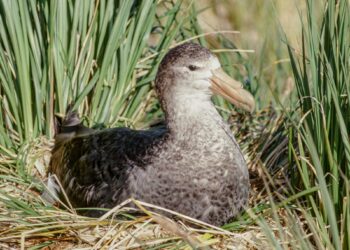 Council liaising with authorities following first suspected case of bird flu in Queensland