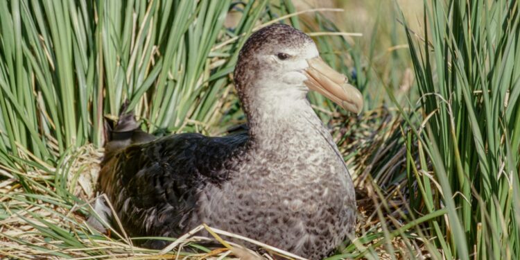 Council liaising with authorities following first suspected case of bird flu in Queensland