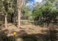 Bushland restoration improves koala habitat and connectivity
