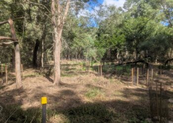 Bushland restoration improves koala habitat and connectivity