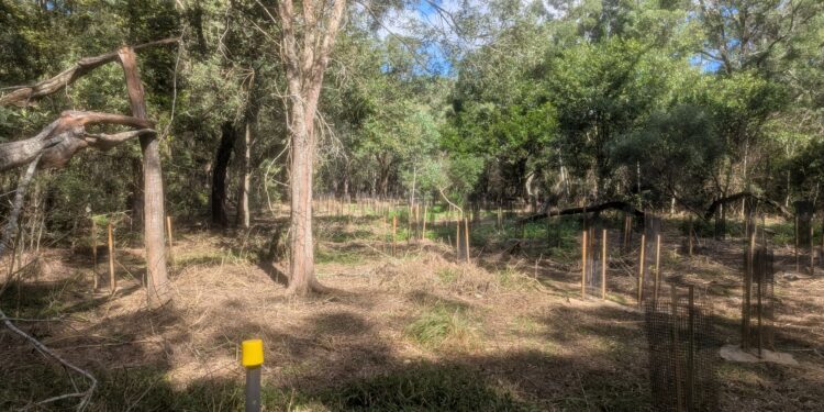 Bushland restoration improves koala habitat and connectivity