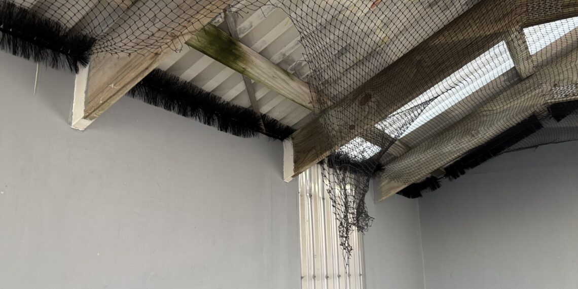 Vandals target bird netting at ferry terminal