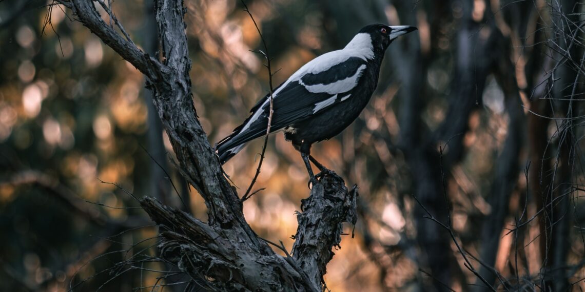 Avoiding the attention of overprotective nesting birds