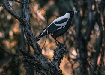 Avoiding the attention of overprotective nesting birds