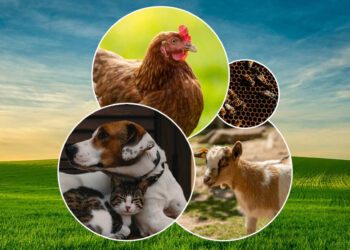 Community to have a say on proposed changes to animal local laws