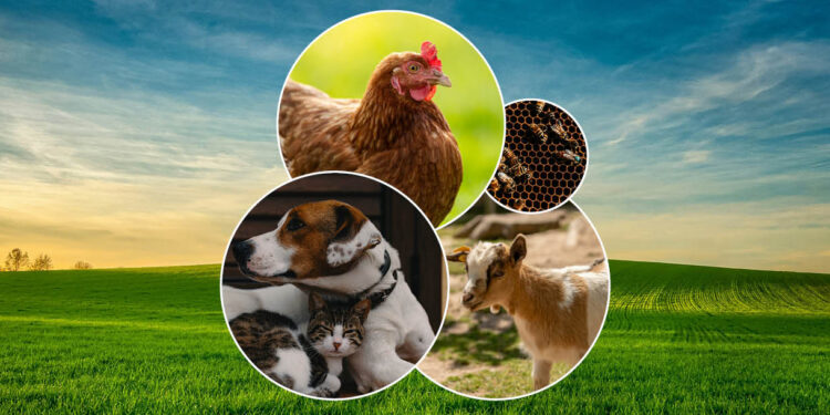 Community to have a say on proposed changes to animal local laws